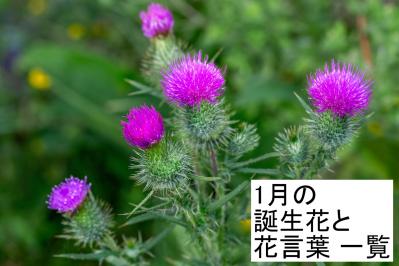 1月の誕生花と花言葉一覧【366日の誕生花と幸せの花言葉】