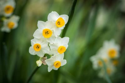 1月の誕生花と花言葉一覧【366日の誕生花と幸せの花言葉】（サムネイル画像5）