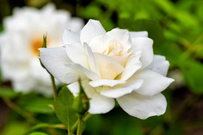 【ガーデニング】初めてのバラ栽培　苗はどこで買う？—初心者のバラ育てQ＆A（サムネイル画像6）