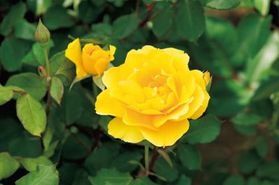 1月の誕生花と花言葉一覧【366日の誕生花と幸せの花言葉】（サムネイル画像14）