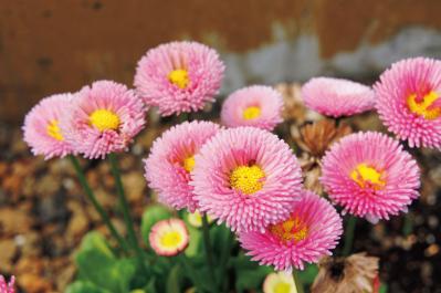 1月の誕生花と花言葉一覧【366日の誕生花と幸せの花言葉】（サムネイル画像11）