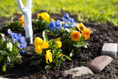 【ガーデニング】植えつけは今！春に咲かせる一年草・球根・宿根草（サムネイル画像6）