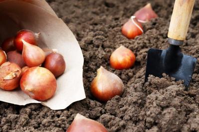 【ガーデニング】植えつけは今！春に咲かせる一年草・球根・宿根草（サムネイル画像9）