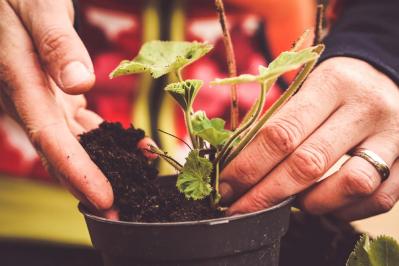 【ガーデニング】植えつけは今！春に咲かせる一年草・球根・宿根草（サムネイル画像2）