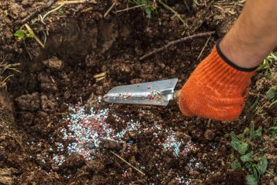 【ガーデニング】植えつけは今！春に咲かせる一年草・球根・宿根草（サムネイル画像5）