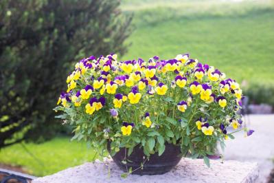 【ガーデニング】植えつけは今！春に咲かせる一年草・球根・宿根草（サムネイル画像7）