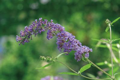 11月10日の花とは？【366日の誕生花と幸せの花言葉】