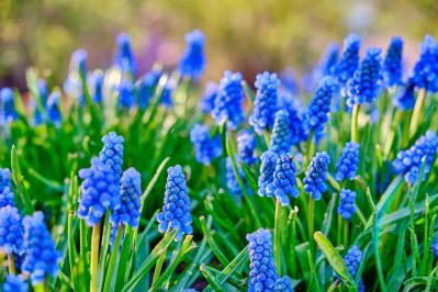 【ガーデニング】植えっぱなしOKの小球根【8選】パンジー＆ビオラと相性ぴったり！（サムネイル画像13）