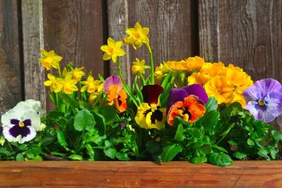 【ガーデニング】植えっぱなしOKの小球根【8選】パンジー＆ビオラと相性ぴったり！（サムネイル画像2）