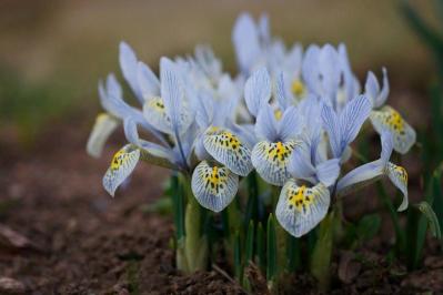 【ガーデニング】植えっぱなしOKの小球根【8選】パンジー＆ビオラと相性ぴったり！（サムネイル画像7）