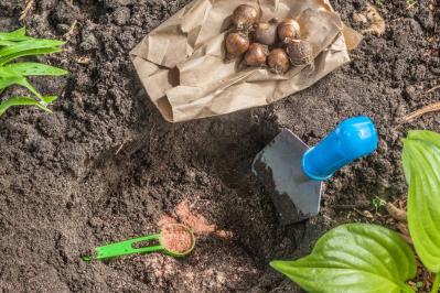 【ガーデニング】植えっぱなしOKの小球根【8選】パンジー＆ビオラと相性ぴったり！（サムネイル画像15）