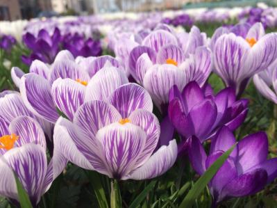 【ガーデニング】植えっぱなしOKの小球根【8選】パンジー＆ビオラと相性ぴったり！（サムネイル画像5）