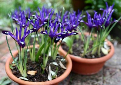 【ガーデニング】植えっぱなしOKの小球根【8選】パンジー＆ビオラと相性ぴったり！（サムネイル画像8）