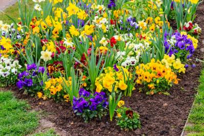 【ガーデニング】植えっぱなしOKの小球根【8選】パンジー＆ビオラと相性ぴったり！（サムネイル画像3）