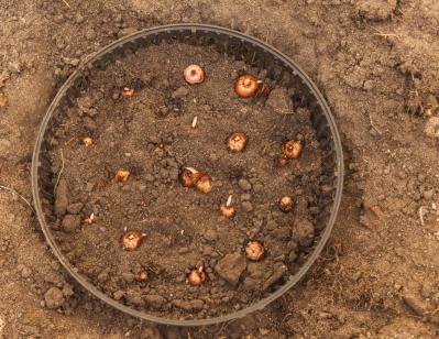 【ガーデニング】植えっぱなしOKの小球根【8選】パンジー＆ビオラと相性ぴったり！（サムネイル画像16）