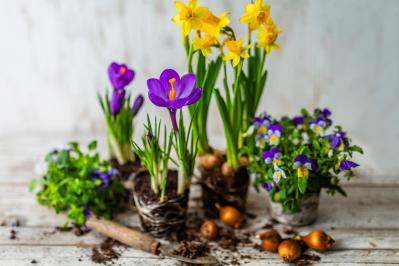 【ガーデニング】植えっぱなしOKの小球根【8選】パンジー＆ビオラと相性ぴったり！（サムネイル画像）