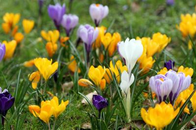 【ガーデニング】植えっぱなしOKの小球根【8選】パンジー＆ビオラと相性ぴったり！（サムネイル画像4）