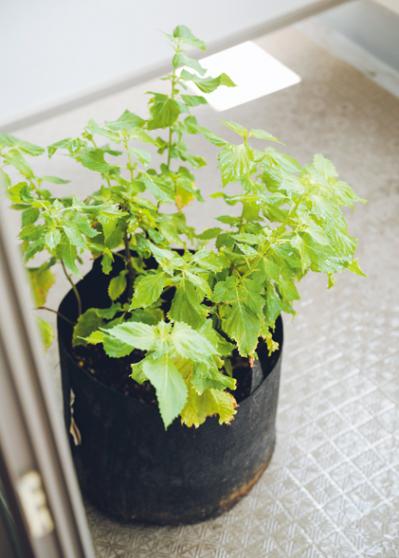 【50代のマンションリフォーム】「こだわりはオールステンレスのキッチンです」インスタグラマー・金子敦子さんのお宅拝見！【後編】（サムネイル画像10）