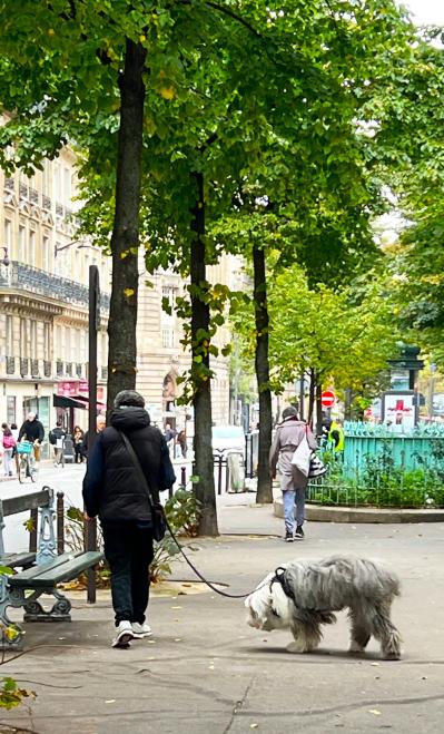 パリの名物といえば道に落ちた犬の…そんなかつての不名誉なイメージを挽回⁉︎ フランスのペットお迎え事情（サムネイル画像3）