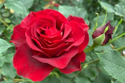 【ガーデニング】秋バラの魅力と、長く楽しむ方法は？初心者のバラ育てQ＆A