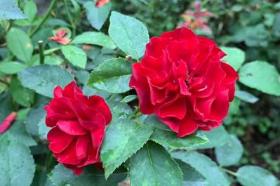 初心者でも楽しめる秋バラの魅力！長く咲かせる方法と病害虫対策を解説【ガーデニング】（サムネイル画像2）