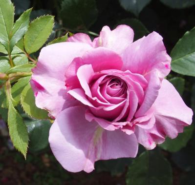 初心者でも楽しめる秋バラの魅力！長く咲かせる方法と病害虫対策を解説【ガーデニング】（サムネイル画像4）