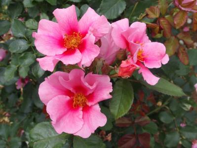 初心者でも楽しめる秋バラの魅力！長く咲かせる方法と病害虫対策を解説【ガーデニング】（サムネイル画像5）