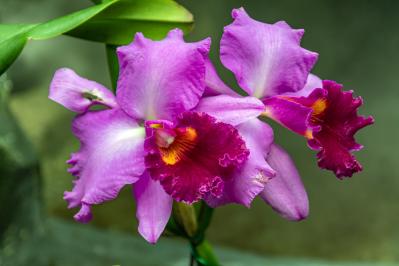 2月の誕生花と花言葉一覧【366日の誕生花と幸せの花言葉】（サムネイル画像11）