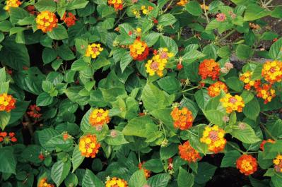 11月21日の花とは？【366日の誕生花と幸せの花言葉】