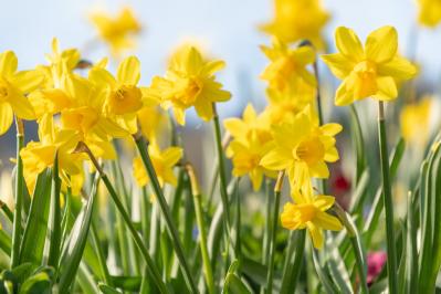 2月の誕生花と花言葉一覧【366日の誕生花と幸せの花言葉】（サムネイル画像2）