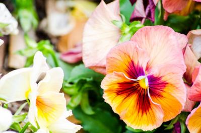 2月の誕生花と花言葉一覧【366日の誕生花と幸せの花言葉】（サムネイル画像9）