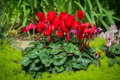 冬の庭が寂しくならない！常緑性のリーフプランツ［8選］【ガーデニング】（サムネイル画像2）