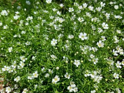 冬の庭が寂しくならない！常緑性のリーフプランツ［8選］【ガーデニング】（サムネイル画像7）