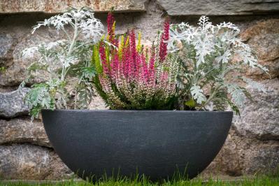 冬の庭が寂しくならない！常緑性のリーフプランツ［8選］【ガーデニング】（サムネイル画像3）