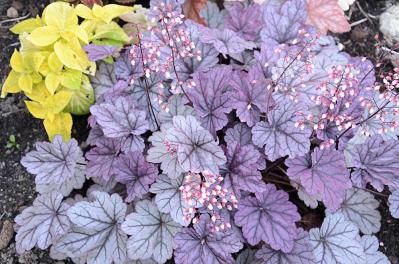 冬の庭が寂しくならない！常緑性のリーフプランツ［8選］【ガーデニング】（サムネイル画像15）