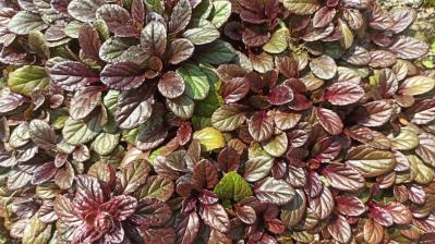 冬の庭が寂しくならない！常緑性のリーフプランツ［8選］【ガーデニング】（サムネイル画像4）