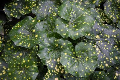 冬の庭が寂しくならない！常緑性のリーフプランツ［8選］【ガーデニング】（サムネイル画像17）