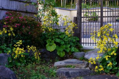 冬の庭が寂しくならない！常緑性のリーフプランツ［8選］【ガーデニング】（サムネイル画像18）