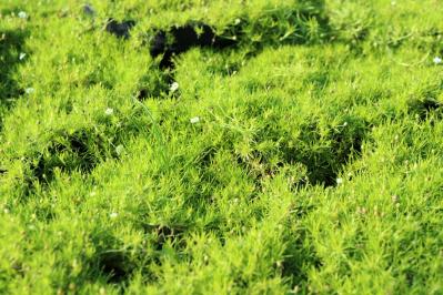 冬の庭が寂しくならない！常緑性のリーフプランツ［8選］【ガーデニング】（サムネイル画像6）