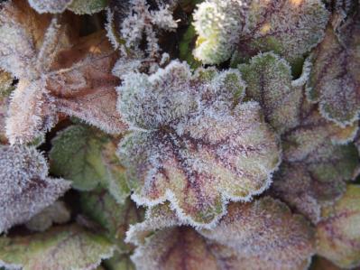 冬の庭が寂しくならない！常緑性のリーフプランツ［8選］【ガーデニング】（サムネイル画像19）