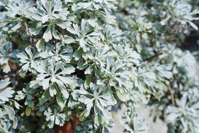 冬の庭が寂しくならない！常緑性のリーフプランツ［8選］【ガーデニング】（サムネイル画像16）