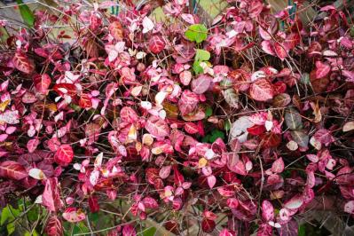 冬の庭が寂しくならない！常緑性のリーフプランツ［8選］【ガーデニング】（サムネイル画像11）