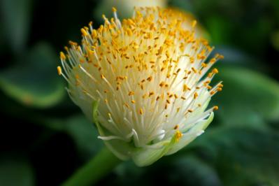 11月23日の花とは？【366日の誕生花と幸せの花言葉】