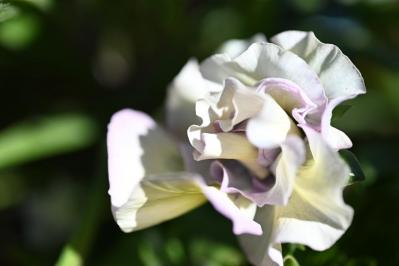 【ガーデニング】いつもと違うパンジー＆ビオラ　個性的に楽しむ４つのポイントとは？（サムネイル画像10）