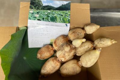 これは美味しい！唯一無二の極上野菜「れんこん」と「玉ねぎ」【料理家に人気のお取り寄せ】（サムネイル画像2）