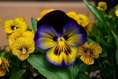 【ガーデニング】いつもと違うパンジー＆ビオラ　個性的に楽しむ４つのポイントとは？（サムネイル画像2）