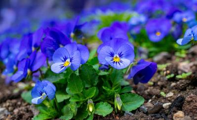 【ガーデニング】いつもと違うパンジー＆ビオラ　個性的に楽しむ４つのポイントとは？（サムネイル画像4）