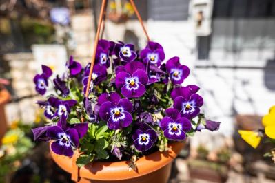 【ガーデニング】いつもと違うパンジー＆ビオラ　個性的に楽しむ４つのポイントとは？（サムネイル画像14）