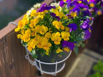 【ガーデニング】いつもと違うパンジー＆ビオラ　個性的に楽しむ４つのポイントとは？（サムネイル画像15）