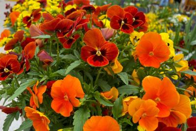 【ガーデニング】いつもと違うパンジー＆ビオラ　個性的に楽しむ４つのポイントとは？（サムネイル画像5）